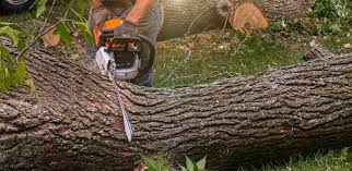 Soil Testing and Treatment in Lumberton, MS