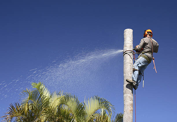 Reliable Lumberton, MS Tree Care Solutions
