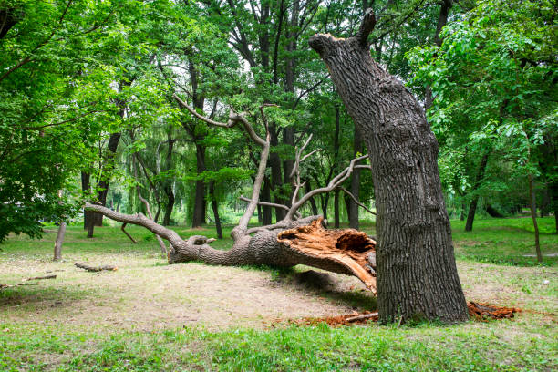 How Our Tree Care Process Works  in  Lumberton, MS
