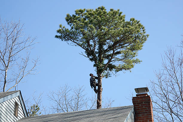 Lawn Maintenance Plans in Lumberton, MS